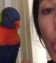 Rainbow Lorikeet Playfully Pokes His Tongue out with Owner