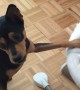 Caring Dog Adorably Rocks The Baby\'s Cradle