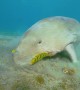 The Dugong Eating in Marsa Alam