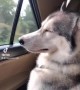 Dog Gets Drowsy During Drive