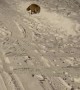 Two Young Foxes Play In A Snow Bank