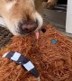Dog Pulls Frozen Favorite Chewbacca Toy from Deck