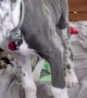 Great Dane Pup Distracts Dad at Work