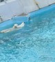 Polar Bear Goes for Relaxing Swim