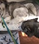 Dogs Have To Convince Stubborn Husky To Go For Walk