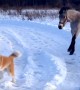 Horse And Dog Are Best Friends Who Loving Playing In Snow
