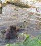 Young Beaver Ride's on Adult Beavers Tail
