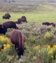 Close Encounter with Some Beautiful Buffalo