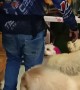 Pet Groomer Coming Home Gives His Dogs Lots of Love