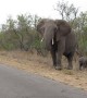 Mama Elephant Redirects Friendly Calf
