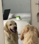 Golden Retriever Practices His Mean Face