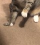 Kitty Briefly Suckles on Binky