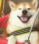 Smiling Dog On Swing Is Having The Best Day Ever