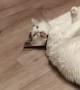 Cone Collar Stops Kitty From Cleaning Himself