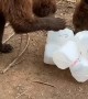 Bears Playing With Recycled Bottles