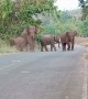 Large Family of Elephants Crosses the Road