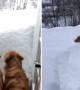 Snow-Swimming Dogs Won\'t Let Storm Ruin Their Day