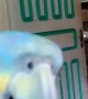 Ornery Parrot Chuckles after a Peck
