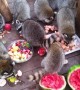 Raccoons Feed on Breakfast Buffet