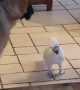 Big Dog Listens to Barking Bird