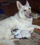 Caring German Shepherd Looks After Tiny Baby Goat