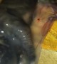 Newborn Puppy Still Inside Amniotic Sac