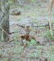 Tiny Newborn Impala Attempts First Steps On Its Wobbly Legs