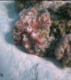 Stealthy Octopus Camouflages on Rock