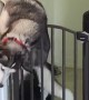 Husky Makes Escape
