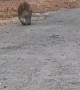 Baboon Strutting Down the Street