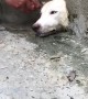 Pooch with His Head Stuck in a Hole