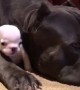 Big Dog Cuddles Tiny Puppy And It's The Cutest Sight