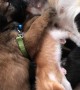 Friendly Cat Feeds Puppy Dog With Her Kittens
