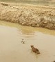 Duck Dives to Avoid Dog
