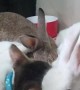 Cat Helps Clean Bunnies