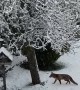 Cats are Fascinated by Fox Playing in Snow