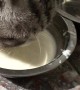 Messy Cat Flings Milk on Friend