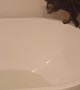 Curious Kitty Can't Avoid Making a Splash