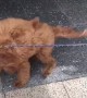 Puppy on a leash literally can\'t contain excitement for friend