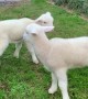 Tiny Lambs Jump Around And It\'s The Cutest Sight