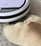 French Bulldog Enjoys Massage from Robot Vacuum Cleaner