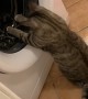 Kitty Chases Toy Mouse in Washing Machine