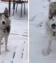 Blind husky still gets exited over a snow storm