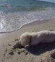 Dog Isn\'t Happy After Ocean \
