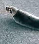 Helping an Adorable Seal in the Road