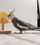 White-Faced Cockatiel Plays Basketball