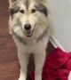 Stubborn wolfdog protests while obeying orders