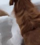 Golden Retriever Brothers Bamboozled by Large Snowfall