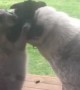 Kangaroo Can\'t Stop Hugging Dog Best Friend