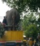 Tuckered Elephant Goes For A Ride